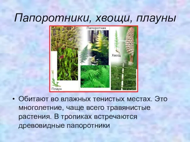 Папоротники, хвощи, плауны Обитают во влажных тенистых местах. Это многолетние, чаще