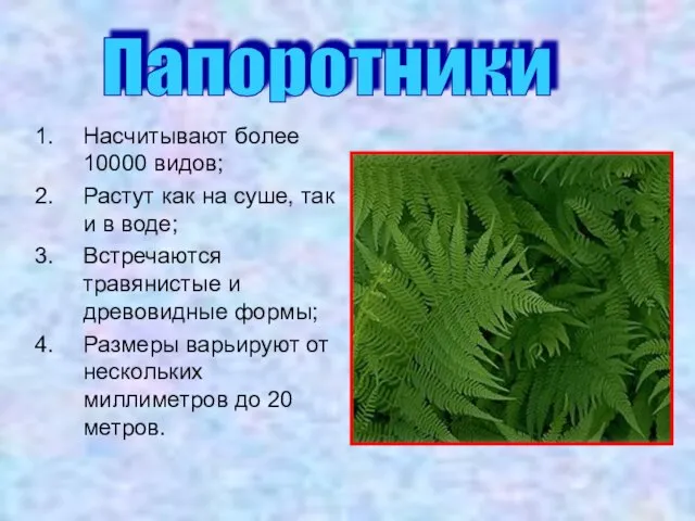 Насчитывают более 10000 видов; Растут как на суше, так и в