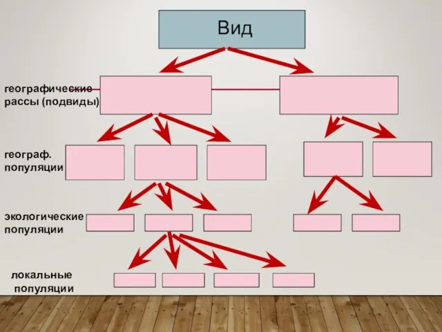 Вид географические рассы (подвиды) географ. популяции экологические популяции локальные популяции