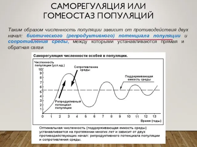 САМОРЕГУЛЯЦИЯ ИЛИ ГОМЕОСТАЗ ПОПУЛЯЦИЙ Таким образом численность популяции зависит от противодействия