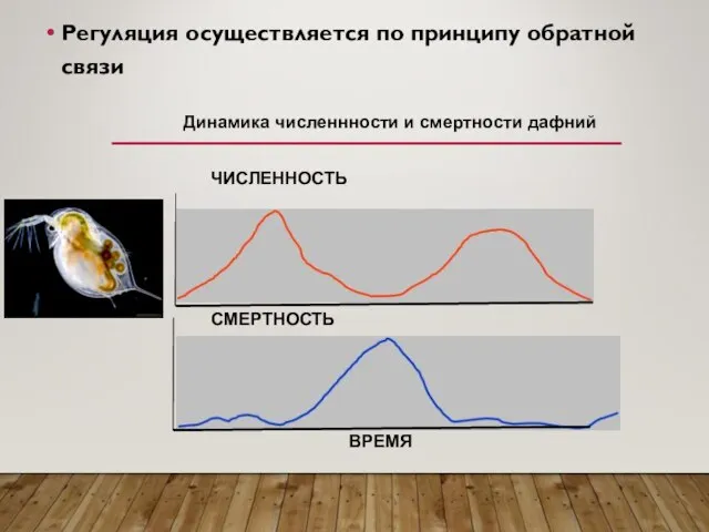 Регуляция осуществляется по принципу обратной связи ЧИСЛЕННОСТЬ СМЕРТНОСТЬ ВРЕМЯ Динамика численнности и смертности дафний