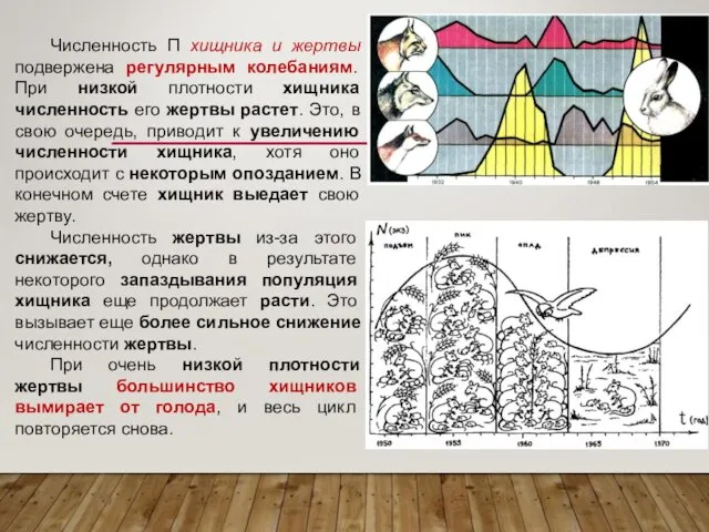 Численность П хищника и жертвы подвержена регулярным колебаниям. При низкой плотности