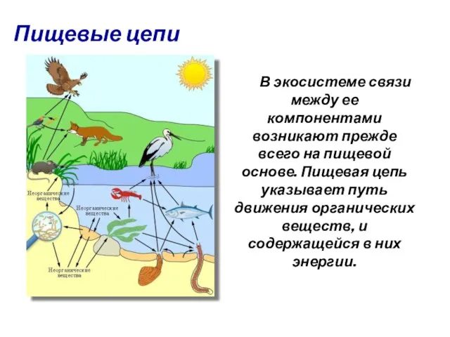 В экосистеме связи между ее компонентами возникают прежде всего на пищевой