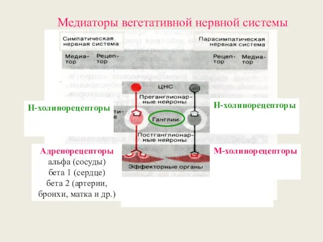 Медиаторы вегетативной нервной системы Н-холинорецепторы М-холинорецепторы Адренорецепторы альфа (сосуды) бета 1