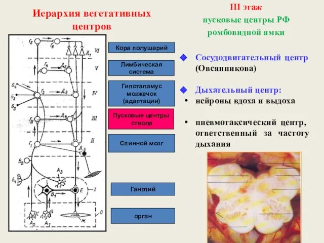 орган Ганглий Спинной мозг Пусковые центры ствола Гипоталамус мозжечок (адаптация) Лимбическая