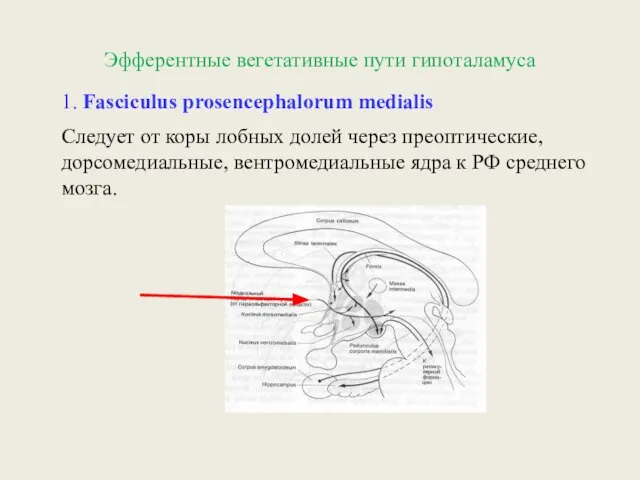 Эфферентные вегетативные пути гипоталамуса 1. Fasciculus prosencephalorum medialis Следует от коры