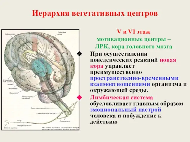 V и VI этаж мотивационные центры – ЛРК, кора головного мозга