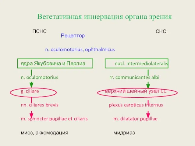 Вегетативная иннервация органа зрения Рецептор n. oculomotorius, ophthalmicus ядра Якубовича и