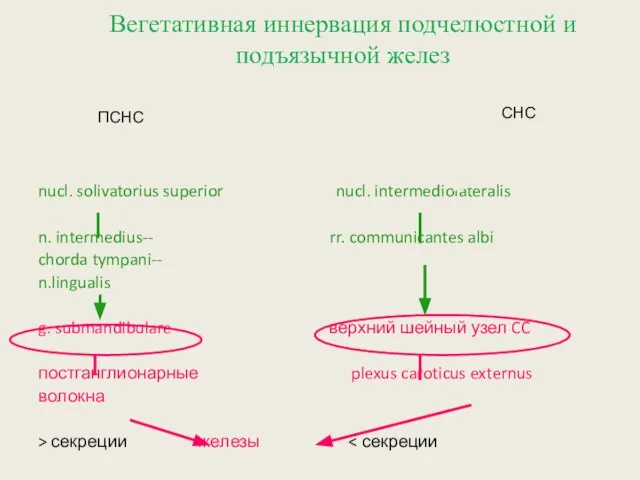 Вегетативная иннервация подчелюстной и подъязычной желез Рецептор n. lingualis (от 3