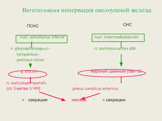 Вегетативная иннервация околоушной железы Рецептор n. auriculotemporalis (от 3 ветви 5