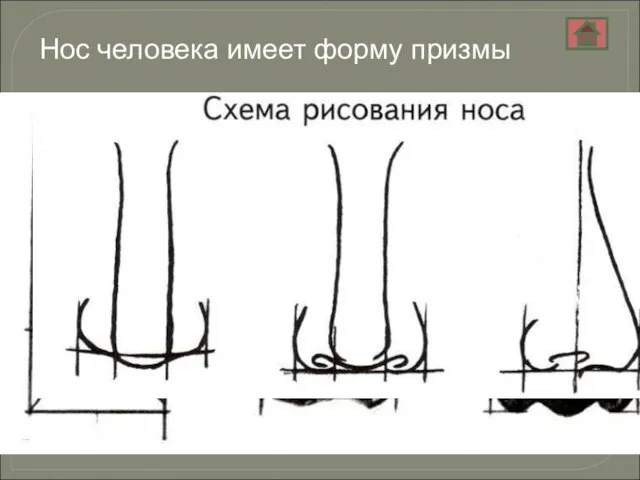 Нос человека имеет форму призмы