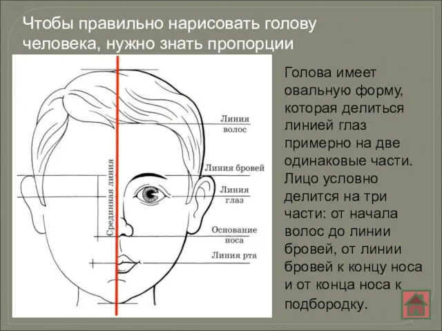 Чтобы правильно нарисовать голову человека, нужно знать пропорции Голова имеет овальную
