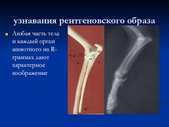 узнавания рентгеновского образа Любая часть тела и каждый орган животного на R-граммах дают характерное изображение