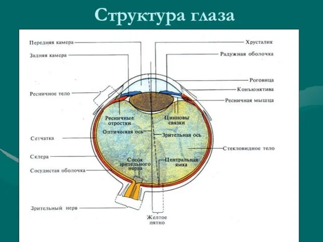 Структура глаза