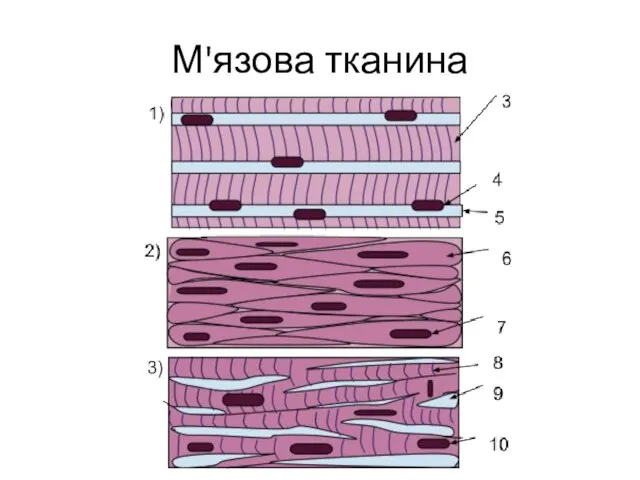 М'язова тканина