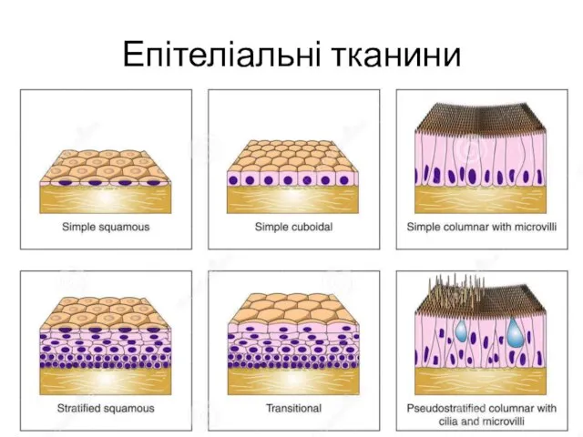 Епітеліальні тканини