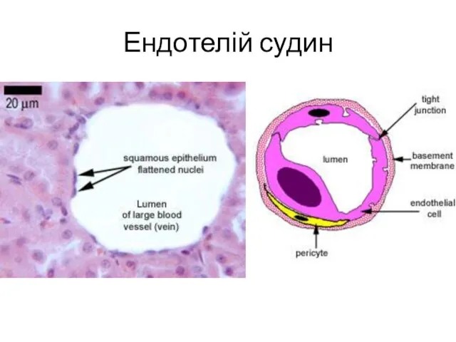 Ендотелій судин