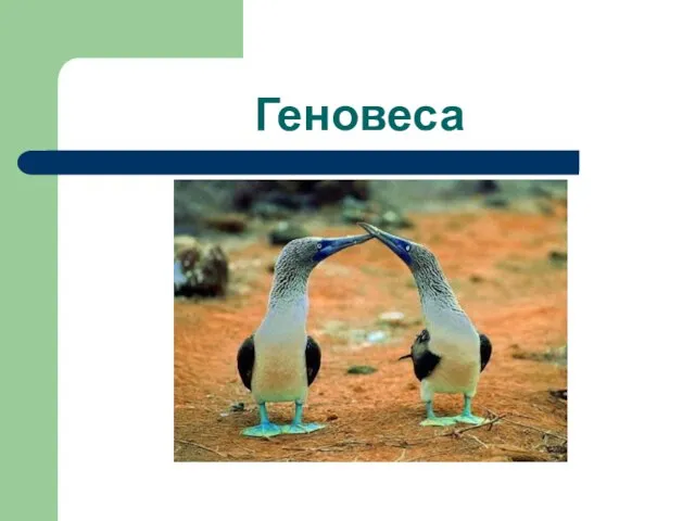 Геновеса