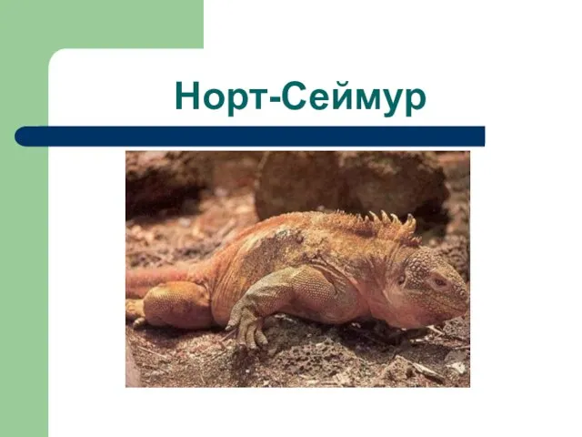 Норт-Сеймур