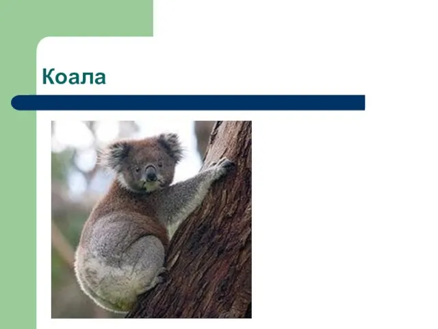 Коала