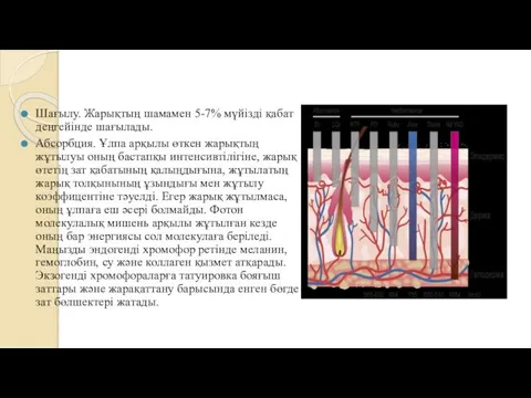 Шағылу. Жарықтың шамамен 5-7% мүйізді қабат деңгейінде шағылады. Абсорбция. Ұлпа арқылы