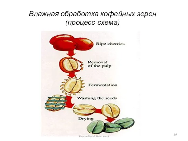 Влажная обработка кофейных зерен (процесс-схема) Prepared by HR Department