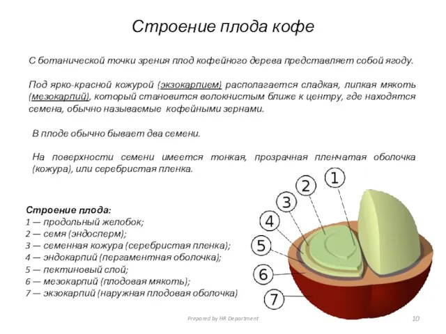 Строение плода кофе С ботанической точки зрения плод кофейного дерева представляет