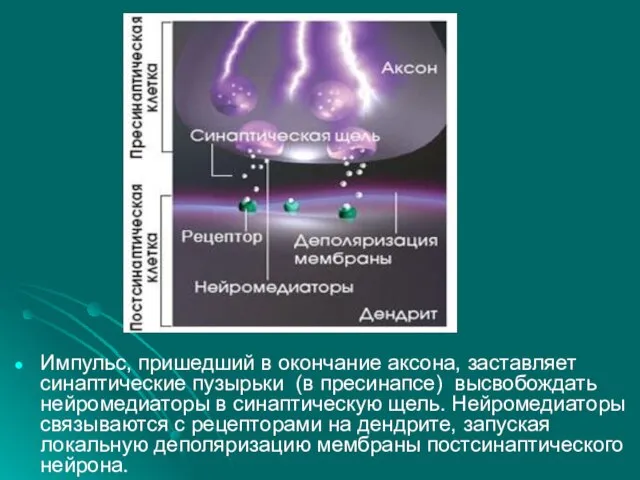 Импульс, пришедший в окончание аксона, заставляет синаптические пузырьки (в пресинапсе) высвобождать