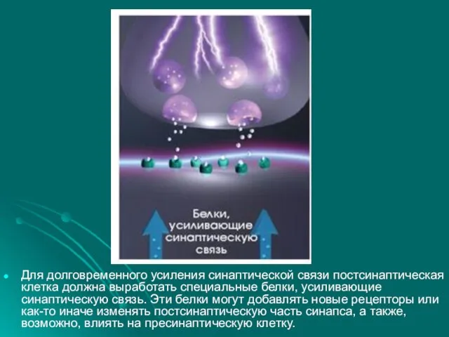 Для долговременного усиления синаптической связи постсинаптическая клетка должна выработать специальные белки,