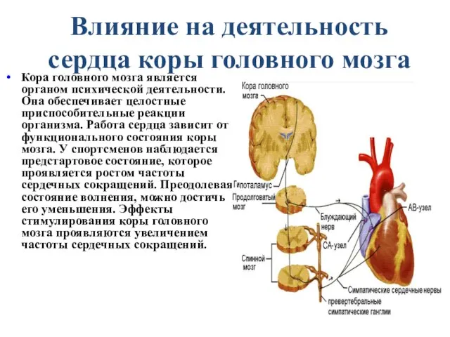 Влияние на деятельность сердца коры головного мозга Кора головного мозга является