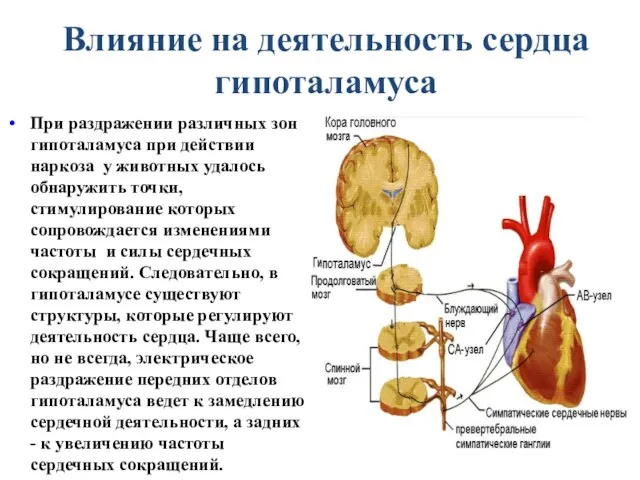 Влияние на деятельность сердца гипоталамуса При раздражении различных зон гипоталамуса при