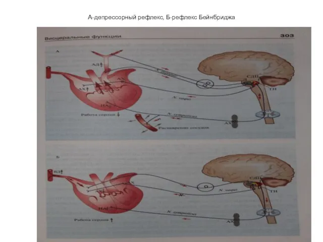 А-депрессорный рефлекс, Б-рефлекс Бейнбриджа