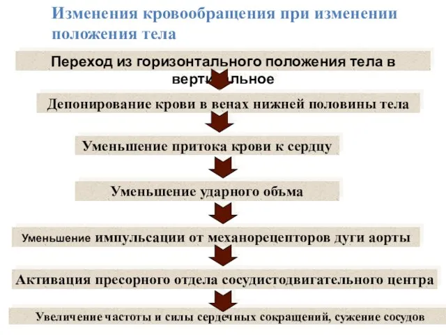 Переход из горизонтального положения тела в вертикальное Депонирование крови в венах