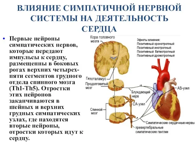 Первые нейроны симпатических нервов, которые передают импульсы к сердцу, размещенны в