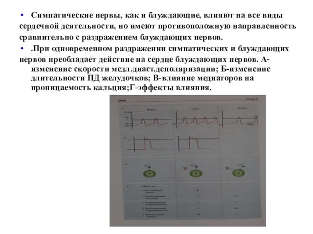 Cимпатические нервы, как и блуждающие, влияют на все виды сердечной деятельности,