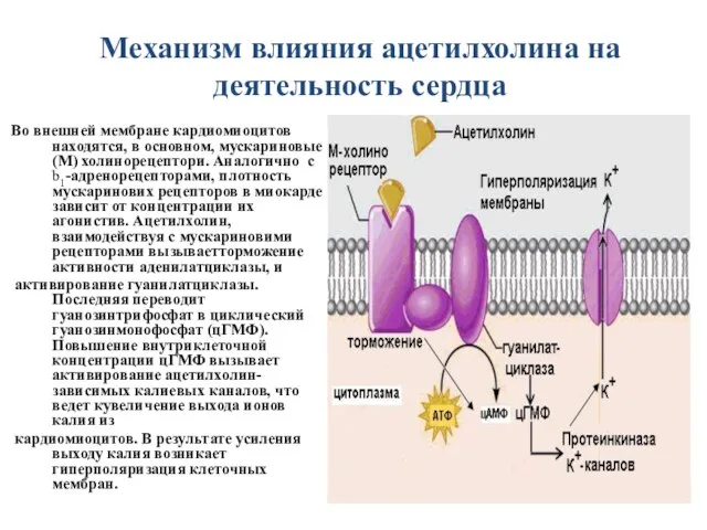 Механизм влияния ацетилхолина на деятельность сердца Во внешней мембране кардиомиоцитов находятся,