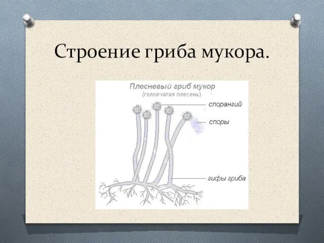 Строение гриба мукора.