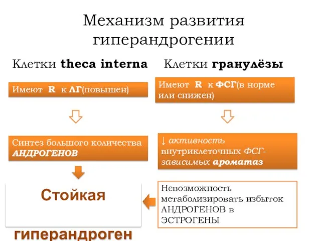 Механизм развития гиперандрогении Клетки гранулёзы Имеют R к ФСГ(в норме или