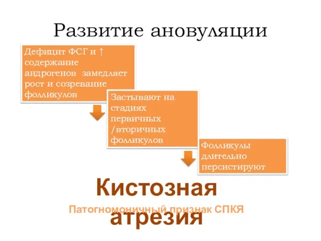 Развитие ановуляции Дефицит ФСГ и ↑ содержание андрогенов замедляет рост и