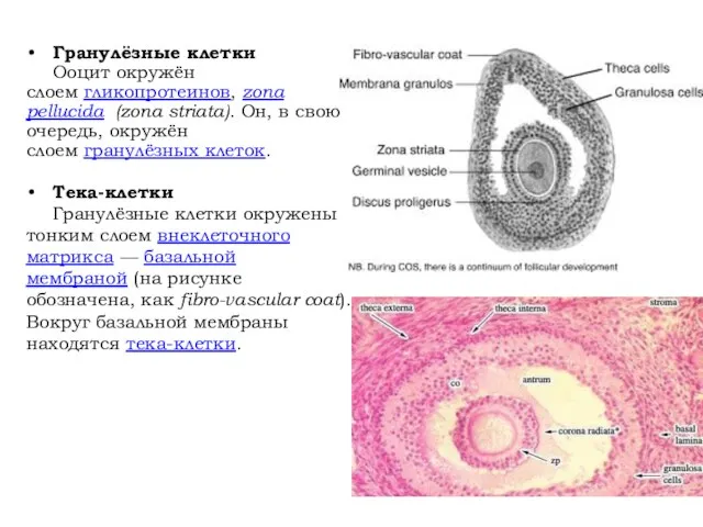 Гранулёзные клетки Ооцит окружён слоем гликопротеинов, zona pellucida (zona striata). Он,