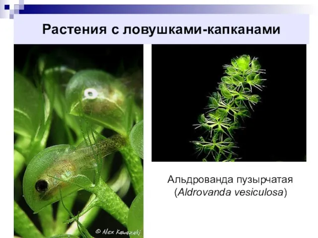 Растения с ловушками-капканами Альдрованда пузырчатая (Aldrovanda vesiculosa)