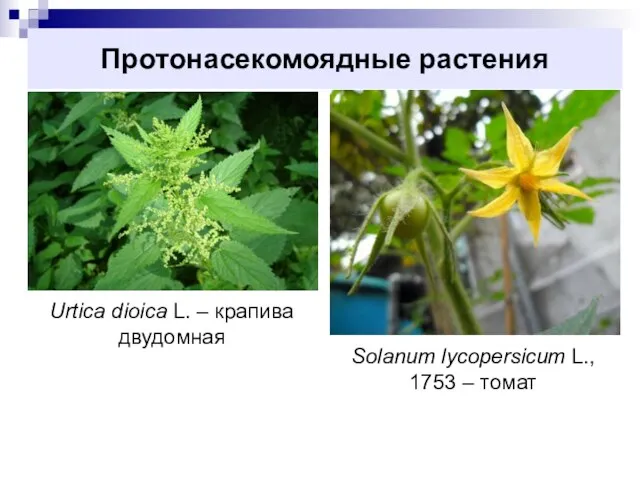 Протонасекомоядные растения Solanum lycopersicum L., 1753 – томат Urtica dioica L. – крапива двудомная