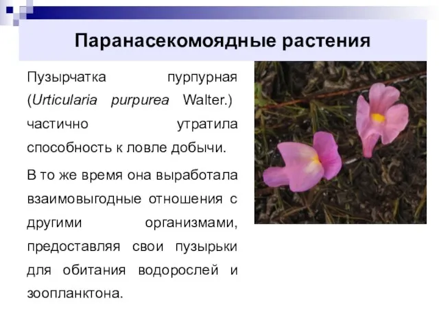 Паранасекомоядные растения Пузырчатка пурпурная (Urticularia purpurea Walter.) частично утратила способность к