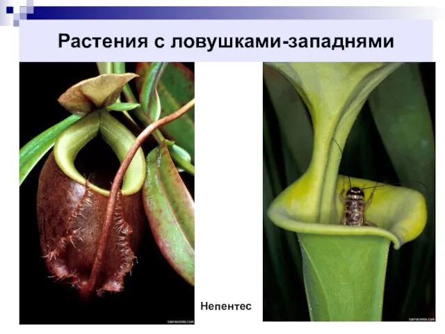 Растения с ловушками-западнями Непентес