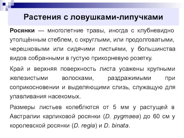 Растения с ловушками-липучками Росянки — многолетние травы, иногда с клубневидно утолщённым