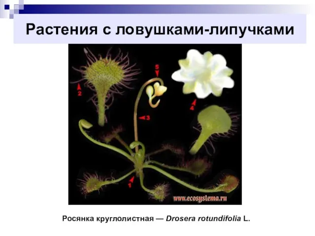 Растения с ловушками-липучками Росянка круглолистная — Drosera rotundifolia L.