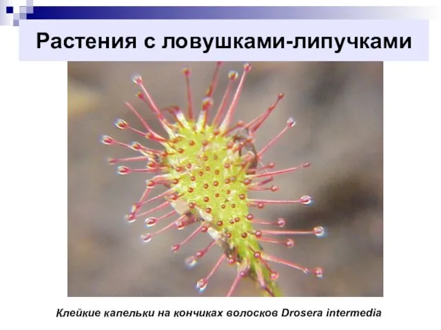 Растения с ловушками-липучками Клейкие капельки на кончиках волосков Drosera intermedia