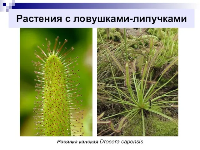 Растения с ловушками-липучками Росянка капская Drosera capensis