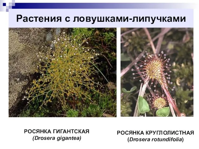 Растения с ловушками-липучками РОСЯНКА ГИГАНТСКАЯ (Drosera gigantea) РОСЯНКА КРУГЛОЛИСТНАЯ (Drosera rotundifolia)