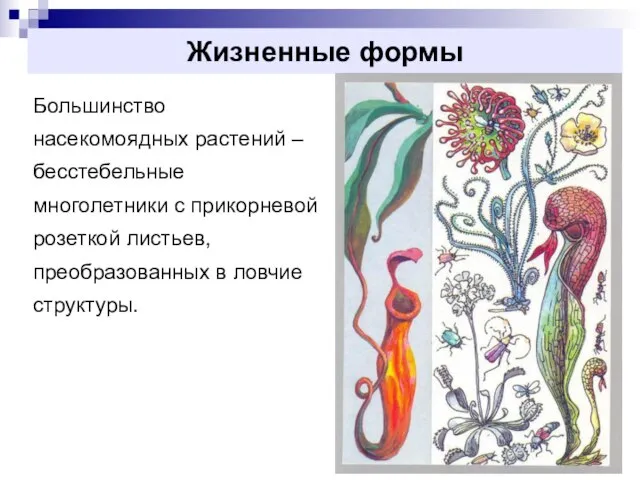 Жизненные формы Большинство насекомоядных растений – бесстебельные многолетники с прикорневой розеткой листьев, преобразованных в ловчие структуры.